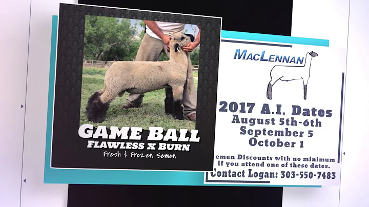 MacLennan Club Lambs Semen Sales 2017