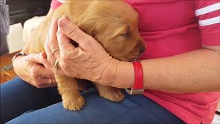 Abby at 4 weeks