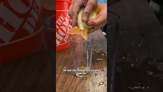 Creating THOUSANDS of baby goldfish