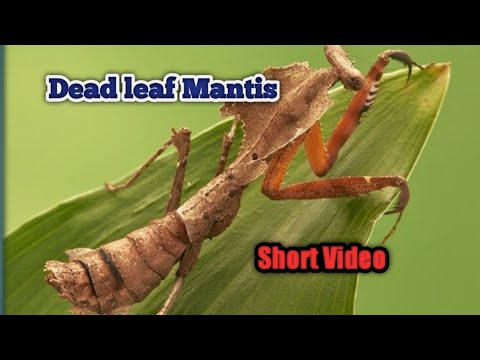 Dead leaf mantis