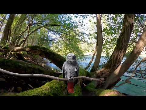 African grey noises in the wild – african grey parrot sounds in the wild garden