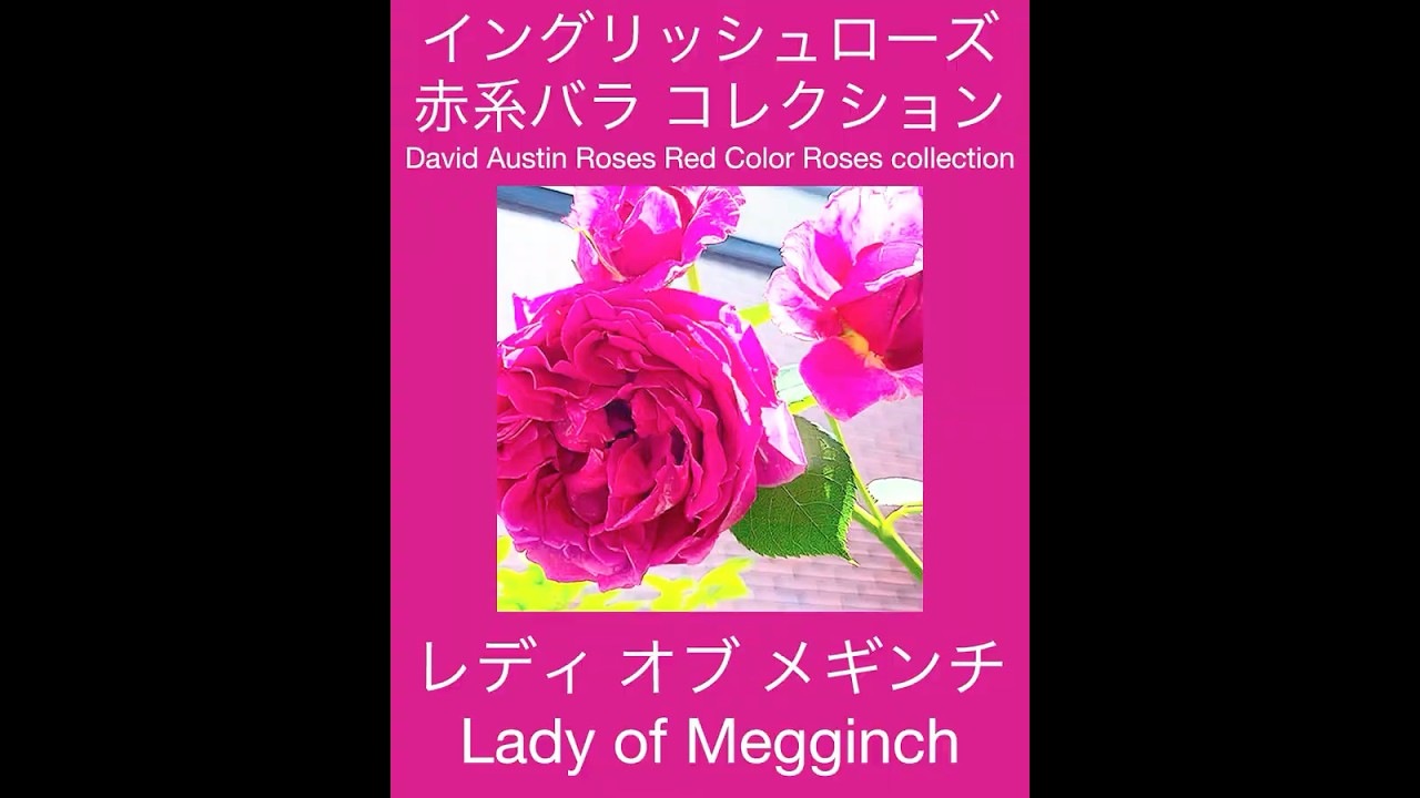 イングリッシュローゼス 英語版 THE ENGLISH ROSES バラの大百科 イングリッシュローゼス 英語版 THE ENGLISH ROSES バラの大百科 新