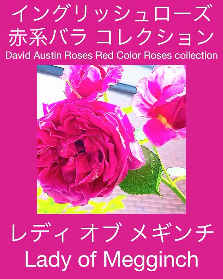 English Rose Red Rose Collection] Lady of Meginch - YouTube