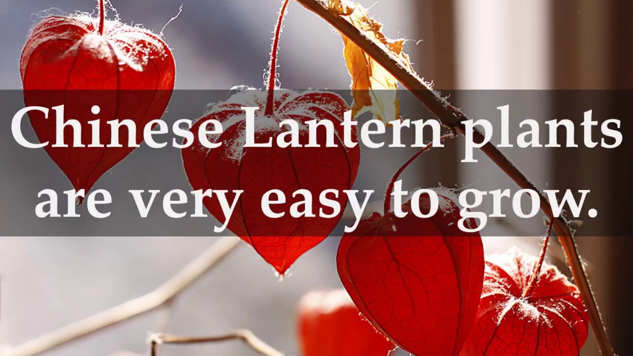 How To Grow Chinese Lantern Plants At Home