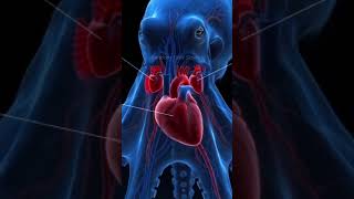 The Animal With Three Hearts  #oceanfacts #didyouknow #facts #octopus