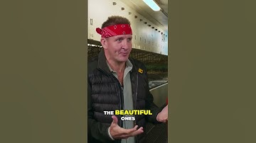 Lobster Sorting: From Ocean to Plate