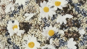 Crushed Daisies - Original Song Snippet 