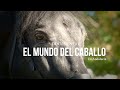 El Mundo del Caballo en Andalucía