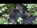Up-close with the silverback gorilla in Rwanda | Gorilla tracking in Rwanda