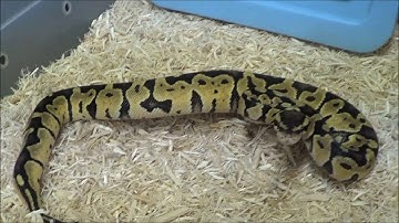 3 2020 Male Pastel DH VPI Axanthic Clown Ball Pythons
