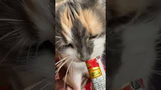 Brushing Mellow + Churu ASMR 🐱🪮