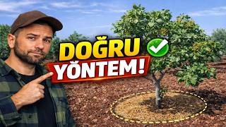 Ağaç Diplerindeki Otlar Temizlemeli Mi, Bırakmalı Mı?