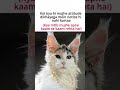 kaam se kaam#aestheic#relatable#memes#aestheticstatus#tweetreels#status#pets#lofi#lofichil#funny#sad