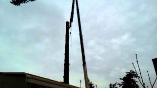 Bellingham Tree Service, Acme Tree Works, LLC. Craning down large fir tree.