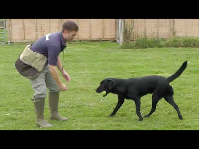 Dog and Field Heritage V2 Training Vest - John Norris