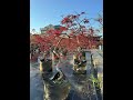 Maple trees planted in UV-resistant high-strength planting bags #farm #nursery #growbags #maple