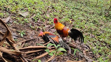 ต่อไก่ป่า hnub no mus dib qaib tuaj zoo kawg li