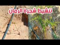 تجربتي في تنشيط شجرة الرمان بعد الزراعة مباشرة تسريع نمو الأشجار الصغيرة 