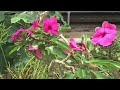 PRETTY CACTUS FLOWERS - RED