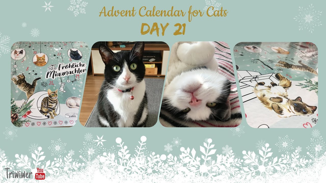 Advent Calendar for Cats Dein Bestes  2021: DAY 21