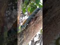 Ciempiés 🐛