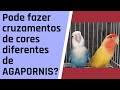 Pode fazer cruzamentos de  agapornis de cores diferentes ?