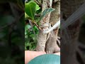 learn grafting techniques 🌳‼️#asmr #bonsai #tanamahias #bonsaitree #caraperawatanbonsai #garden