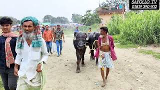 ব্রাহ্মনবাড়িয়ার বিখ্যাত বাইশমৌজা হাট থেকে বিক্রি হওয়া কুরবানীর ষাড় গরুর দাম জানুন#cow #ভাই কত -2024