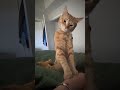 #cat