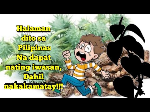 Video: Ano Ang Mga Mapanganib Na Halaman Na Mapanganib Para Sa Isang Loro