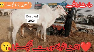 Multan Cattle Mandi #DajliBull#subscribe#vlogs (انسان کے قد سے بھی بڑا جانور) MashAllah