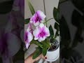 🌸 Den. New Hope Mini 🤏