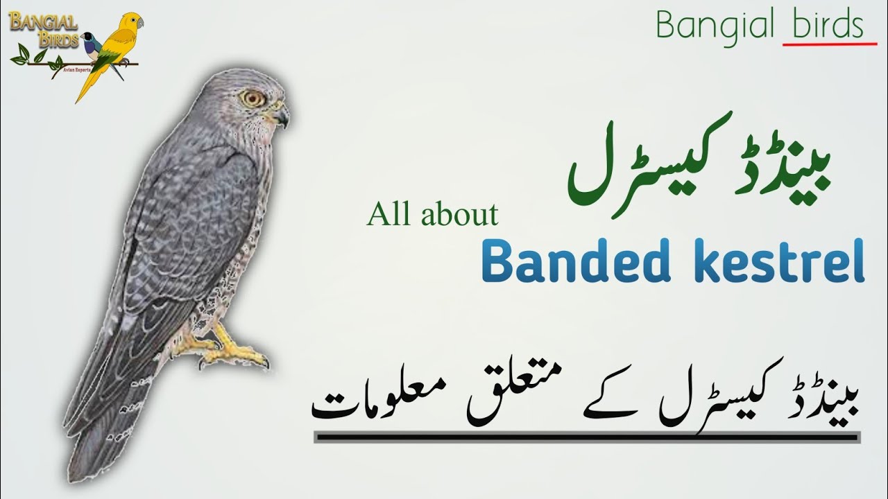 Banded kestrel information in Hindi and Urdu Size, Habitat, Diet