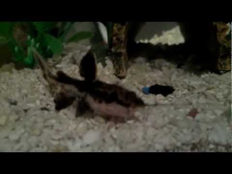 4'' spotted raphael catfish from YouTube · Duration: 1 minutes 3 seconds · 4,000+ views · uploaded on 6/13/2011 · uploaded by LustMorde 4'' spotted raphael catfish from YouTube · Duration: 1 minutes 3 seconds · 4,000+ views · uploaded on 6/13/2011 · uploaded by LustMorde