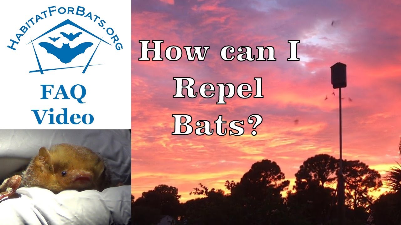 FAQ How can I repel and keep bats out of my attic, barn or house?