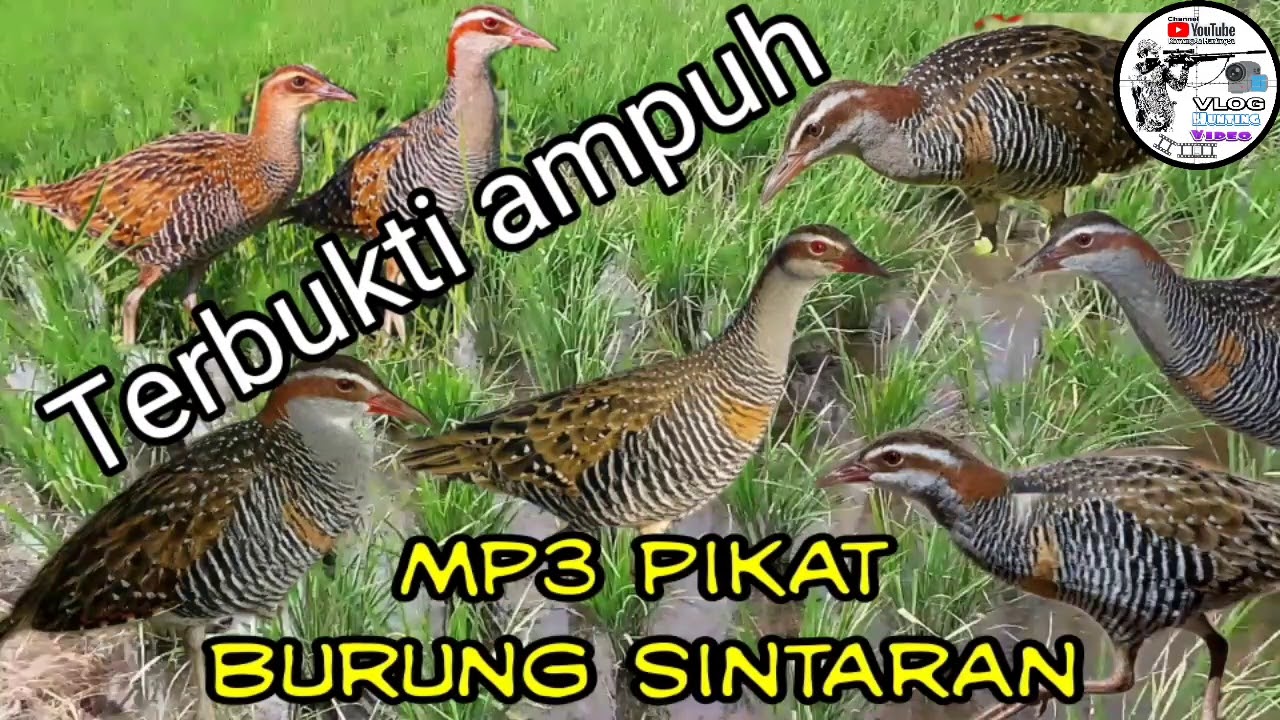 Suara pikat mp3 burung sintaran 