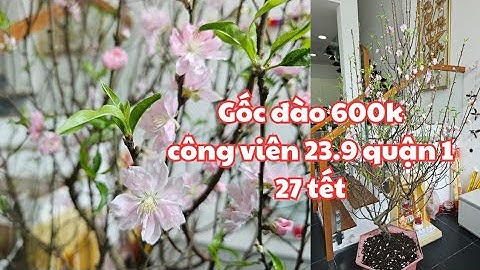 Gốc đào 600k mua sáng 27 tết ở công viên 23.9 quận 1, Sài Gòn