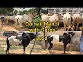 Domail Mandi 2020 With Rates || Part 1 || 26-06-2020 || Fatehjang Cow Mandi || DomailMandi 2020