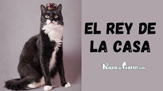 Reasons to Adopt a Mongrel Cat 😸 (English subtitles) by Raza de Gatos 310 views 2 years ago 3 minutes, 1 second