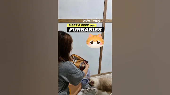 Video 11153371: british shorthair, catfood, cat meets