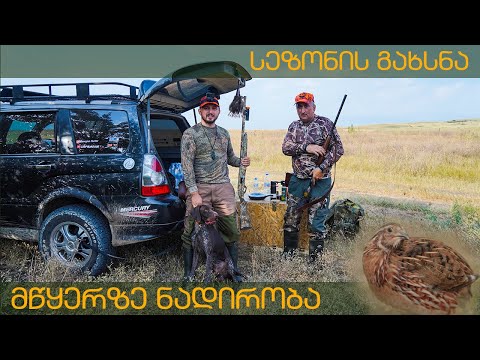 ნადირობის სეზონის გახსნა - მწყერზე ნადირობა