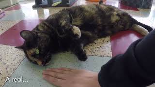Adopt Caroline at the San Antonio Humane Society!