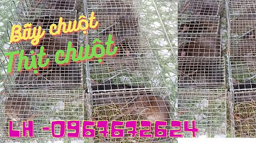 Thăm Bẫy Chuột Cống Nhum, Tập 115(Cò chim vào hết)#ccvlog