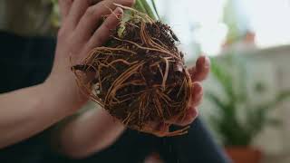 The role of fungi in sustaining ecosystems | New Eureka