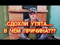 Почему дохнут утятя? Делаю всё что бы спасти оставшихся. Цыплята шершетки. Розыгрыш для подписчиков.