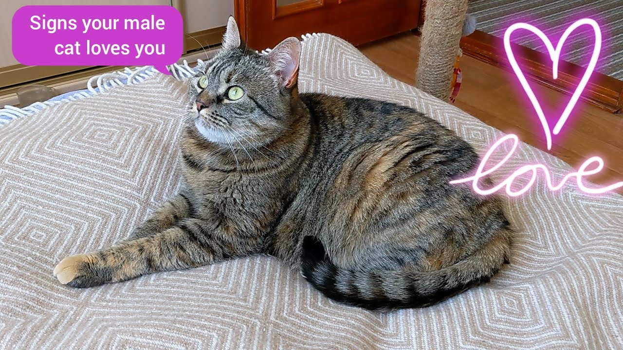 Signs your male cat loves you🐱 YouTube