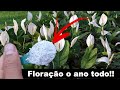 Esse adubo faz seu LÍRIO DA PAZ florir o dobro!!