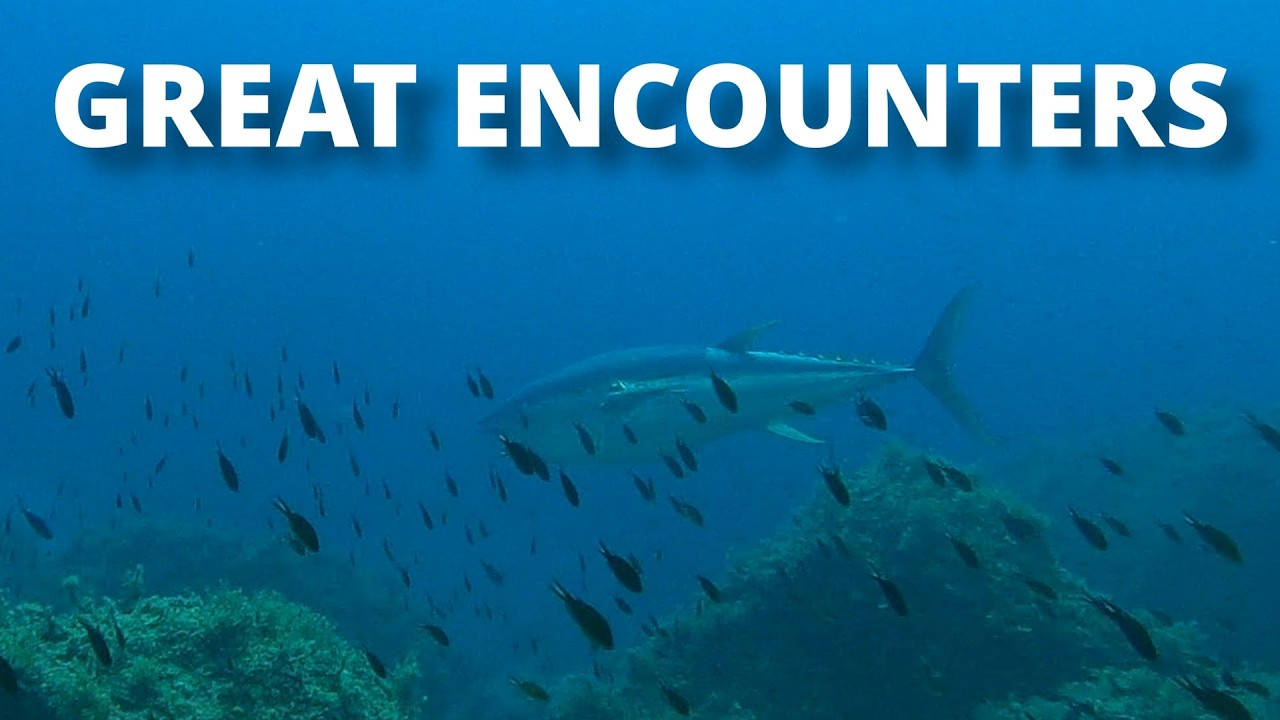 End of year Great Encounters and two fruitful dives - Spearfishing Malta