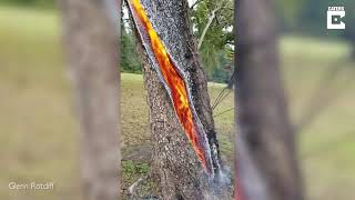 Tree Struck By Lightning Burns Inside Out (MOSES)