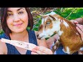 Is she PREGNANT?! 🐐(goat artificial insemination)